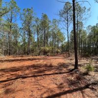 40.6 Acres in Bienville Parish LA images 5