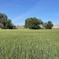 MARIAS RIVER SPORTING RANCH images 3