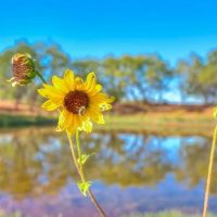 330 - ACRES Ten Mile Creek Ranch Tom Green County images 2