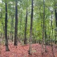Rickman Tract images 5