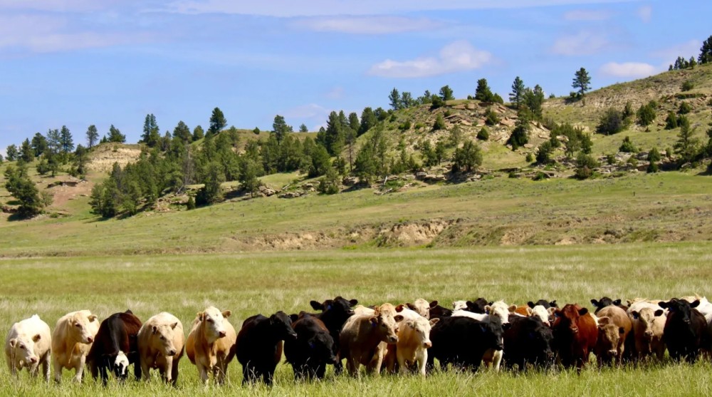 HOLMES RANCH featured image