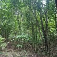 39.8 Acres in Carroll County in Greenwood MS images 2