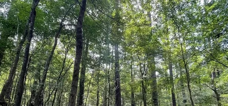 17.2 Acres in Carroll County in West MS featured image