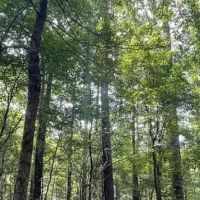 17.2 Acres in Carroll County in West MS images 1
