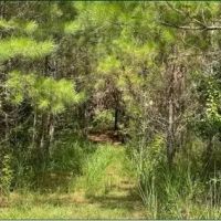 17.2 Acres in Carroll County in West MS images 2