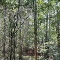 17.2 Acres in Carroll County in West MS images 3