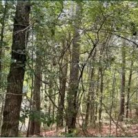 17.2 Acres in Carroll County in West MS images 4