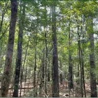 17.2 Acres in Carroll County in West MS images 5