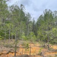 31 Acres Centerville Rd images 3
