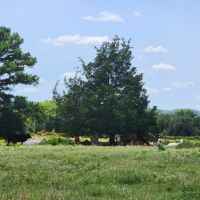 Buffalo Valley acreage images 3
