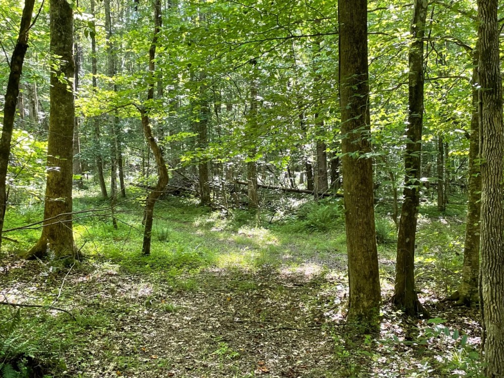 - 52.72 Acres on Woodall Mountain Road in Pickens SC featured image