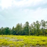 111 Acres CR 257 CR 258