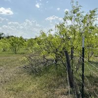 New Listing 11 Acres Eastland County images 3
