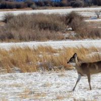 Sheridan WMA - 458 Acres of land for hunting Ducks in Gove, KS images 4