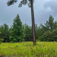 53 Acres T-1 Private Road 01253 images 3