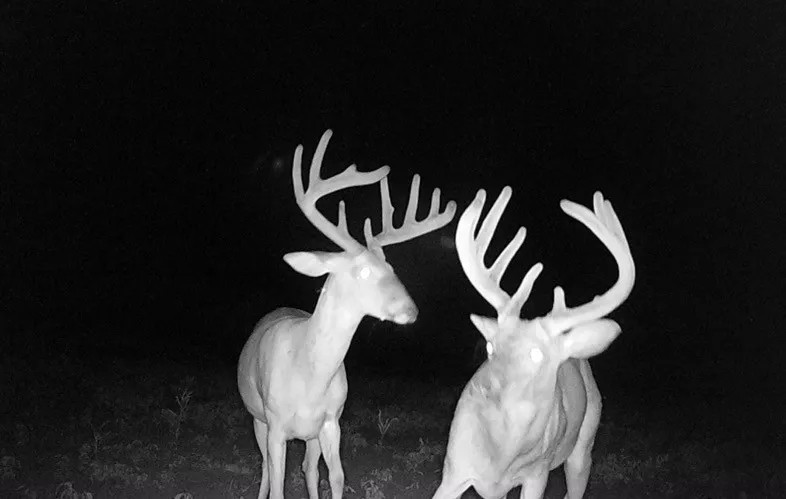 21.21 Acres in Washington County MS featured image
