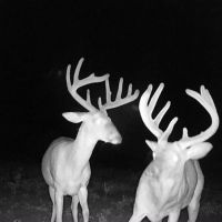21.21 Acres in Washington County MS
