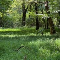 - 24.31 Acres on Sitton Hill Road in Easley SC images 4