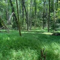 - 24.31 Acres on Sitton Hill Road in Easley SC images 5