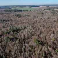 ONLINE AUCTION - 115.32 acres of Hunting and Land For Sale in Robeson County NC images 5