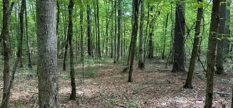29.3 Acres in Carroll County in West MS featured image
