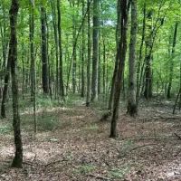 29.3 Acres in Carroll County in West MS images 1