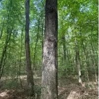 29.3 Acres in Carroll County in West MS images 2