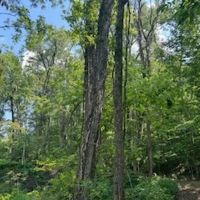 Land For Sale in Clay County IN 20 Acres - images 5