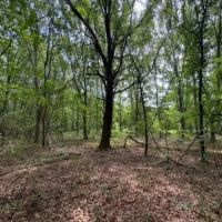 - 5.26 Acres Tract 1 Sitton Hill Road Easley SC images 3
