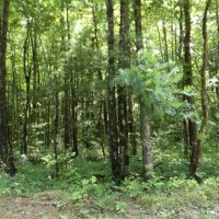4400 Mt. Helen Rd images 5