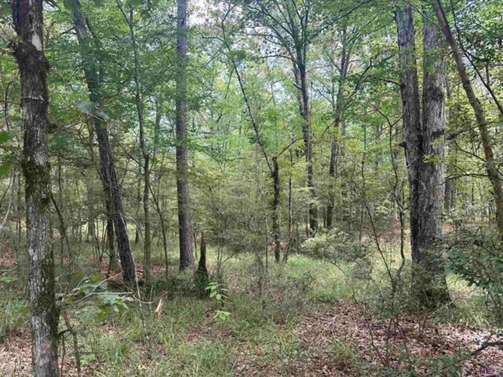 Small Recreational Tract for Sale in Lasalle Parish featured image