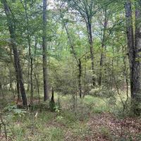 Small Recreational Tract for Sale in Lasalle Parish