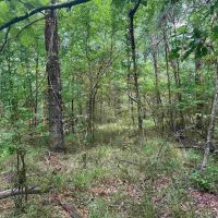 Small Recreational Tract for Sale in Lasalle Parish images 2