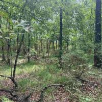 Small Recreational Tract for Sale in Lasalle Parish images 3