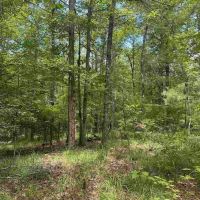 Small Recreational Tract for Sale in Lasalle Parish images 4