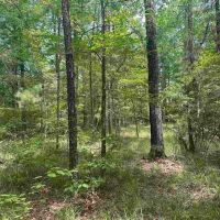 Small Recreational Tract for Sale in Lasalle Parish images 5