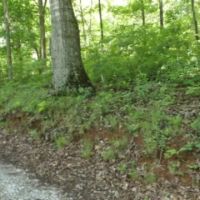 Walker Cove Rd images 4