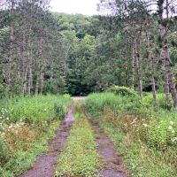 15 acre Building Lot and Hunting Land in Deposit NY Roods Creek Rd images 5