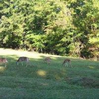 8,735 Acres of Barren River Lake WMA offering Turkey Hunting in Barren, KY