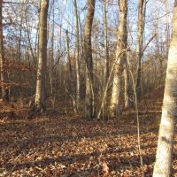 4.2 ac Arrow Trail Lot 1 images 2