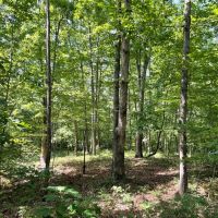 - 6.85 Acres on Woodall Mountain Road in Pickens SC images 2