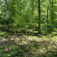 - 6.85 Acres on Woodall Mountain Road in Pickens SC images 5