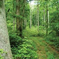 Big Rivers WMA - 7,574 acres offering Deer hunting in Union, KY
