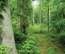 Big Rivers WMA - 7,574 acres offering Deer hunting in Union, KY