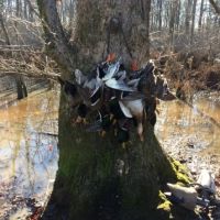 Cypress Bayou 390