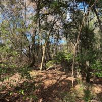 20 Acres in Independence