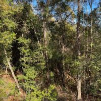 20 Acres in Independence images 2