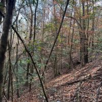 20 Acres in Independence images 3