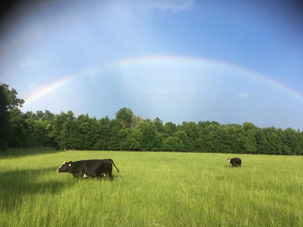 Rolling Meadows and Towering Oaks in Greenville featured image
