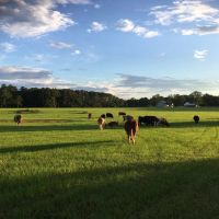 Rolling Meadows and Towering Oaks in Greenville images 2